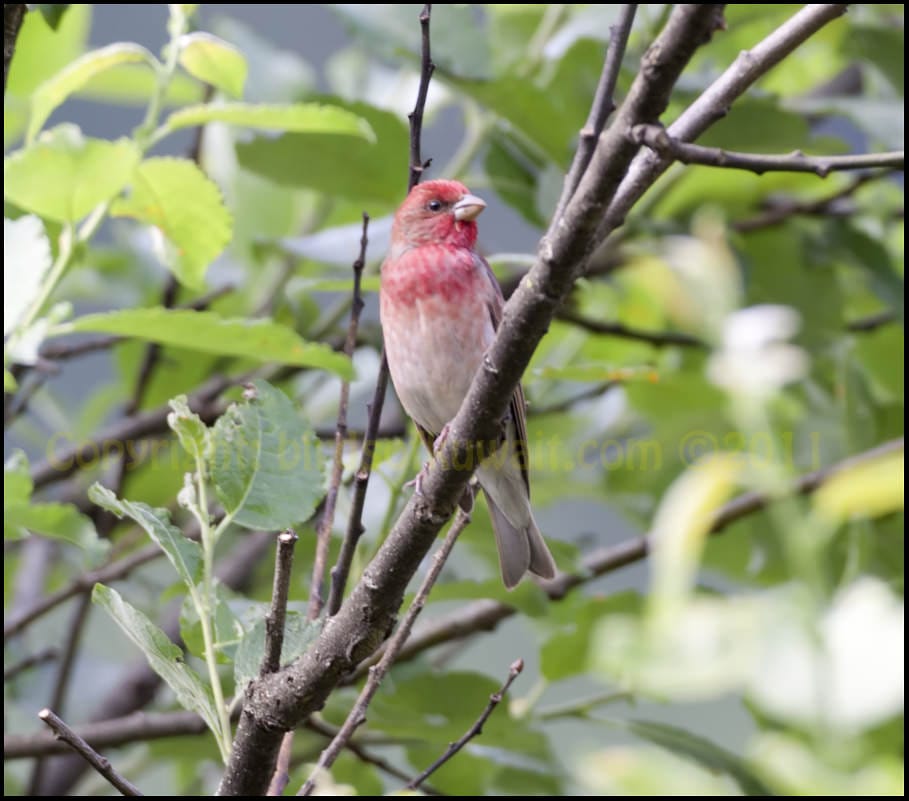 Common Rosefinch Carpodacus erythrinus