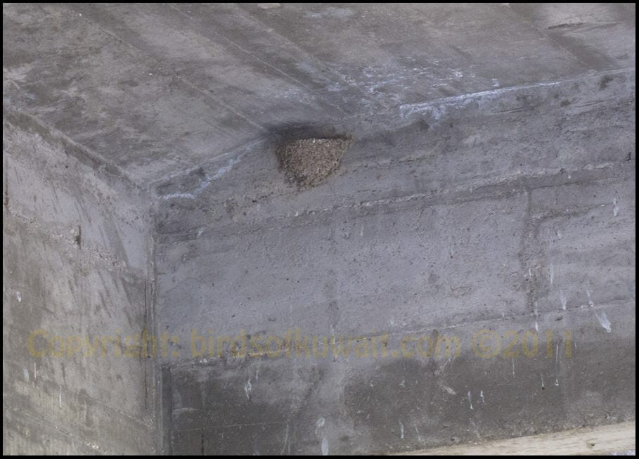 Crag Martin nest under bridge