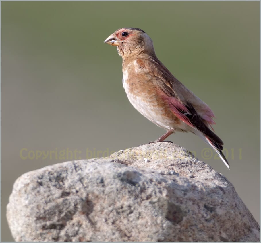 Eurasian Crimson-winged Finch Rhodopechys sanguineus