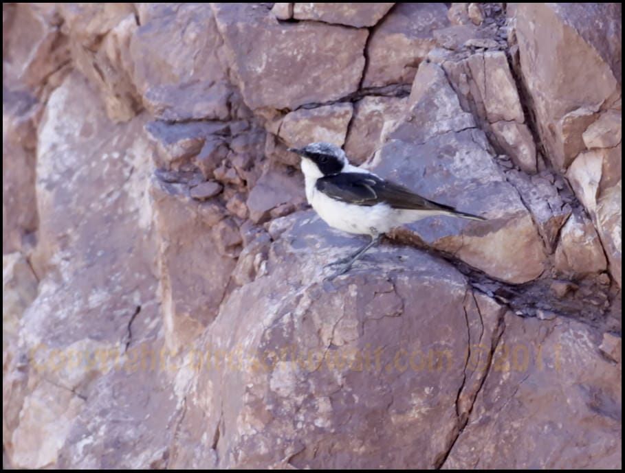 Eastern Black-eared Wheatear Oenanthe melanoleuca