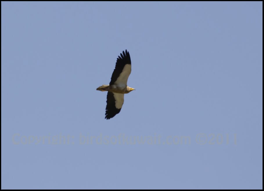 Egyptian Vulture Neophron percnopterus