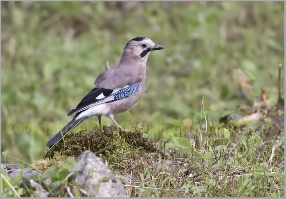 Eurasian Jay Garrulus glandarius ssp. atricapillus