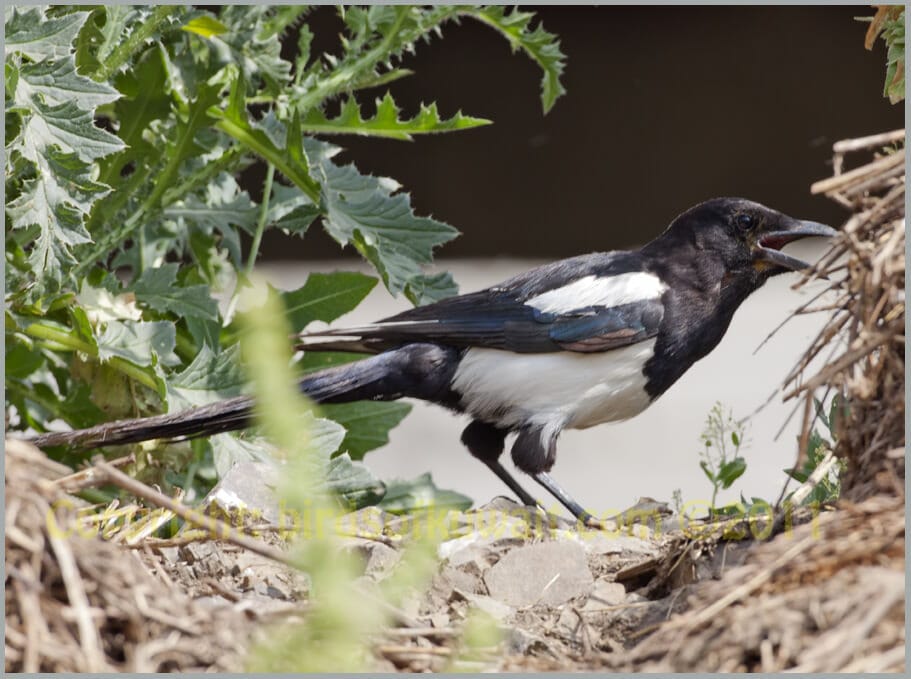 Eurasian Magpie Pica pica