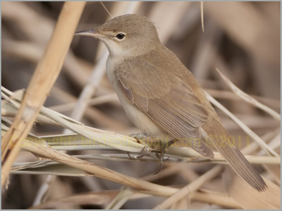 Caspian Reed Warbler Acrocephalus (scirpaceus) fuscus 