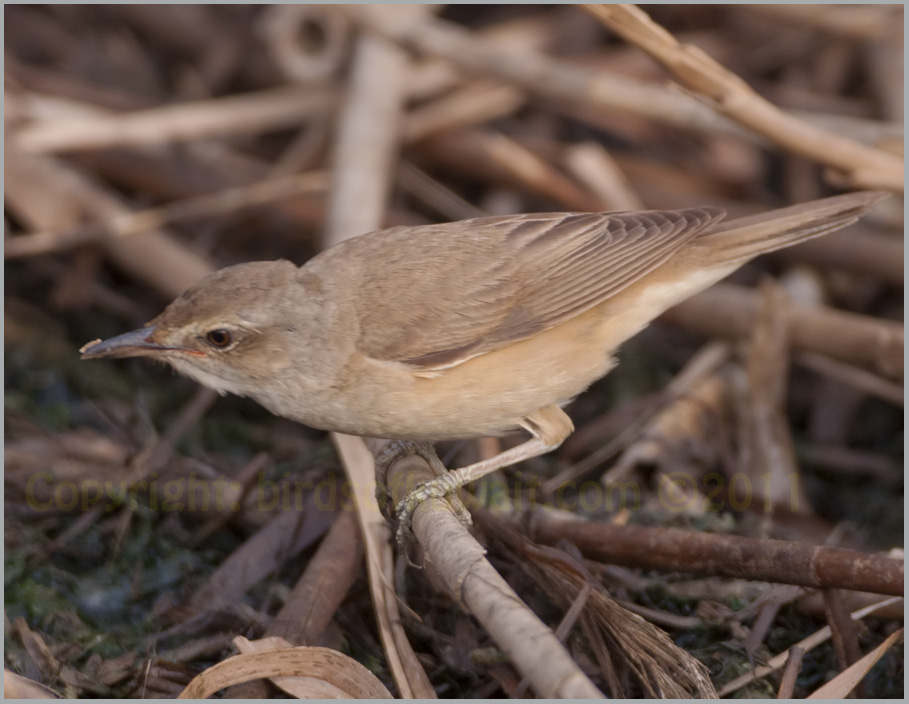 Great Reed Warbler Acrocephalus arundinaceus 