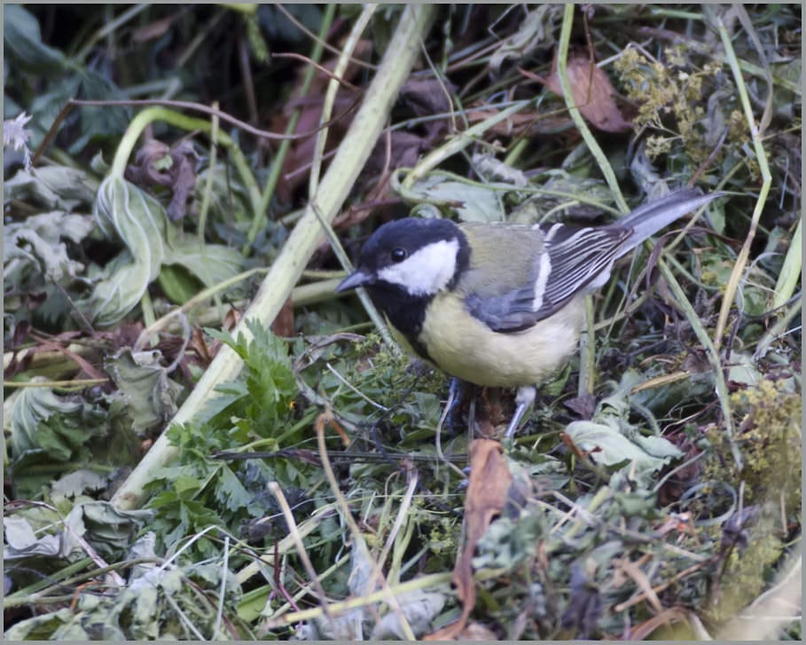 Great Tit Parus major