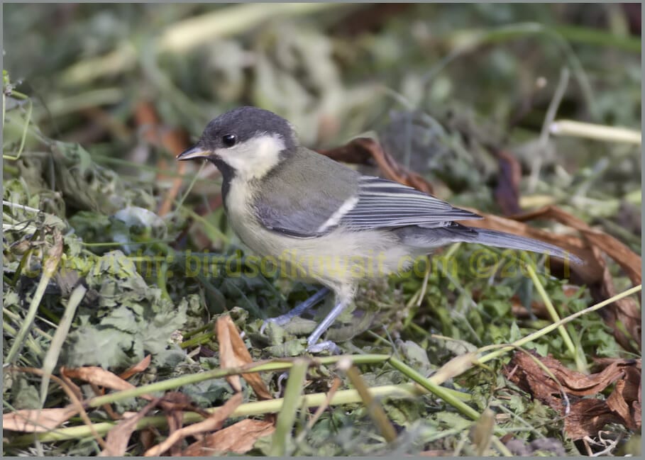 Great Tit Parus major