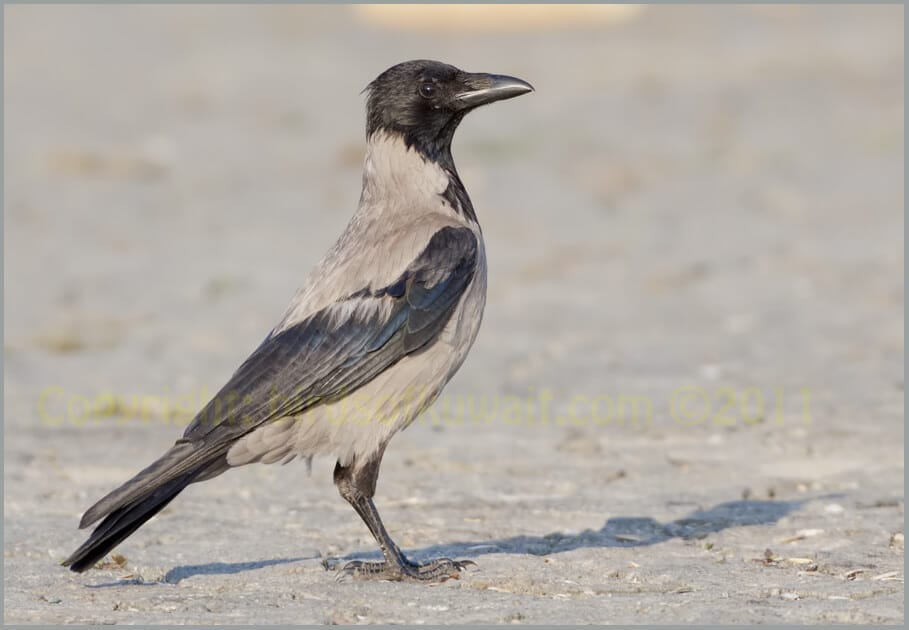 Hooded Crow Corvus cornix