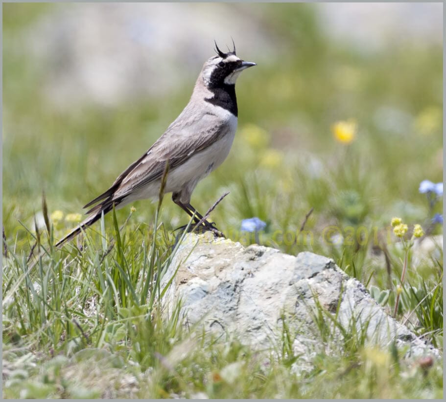 Horned Lark Eremophila alpestris ssp. penicillata adult