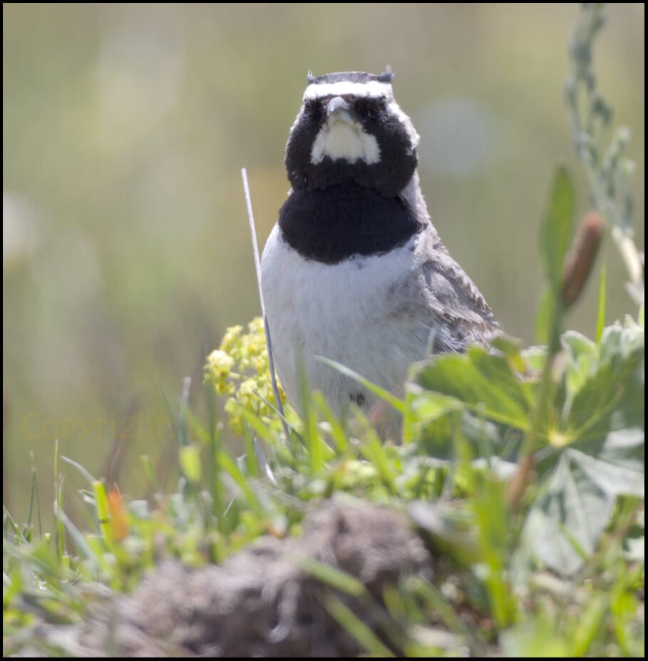 Horned Lark Eremophila alpestris