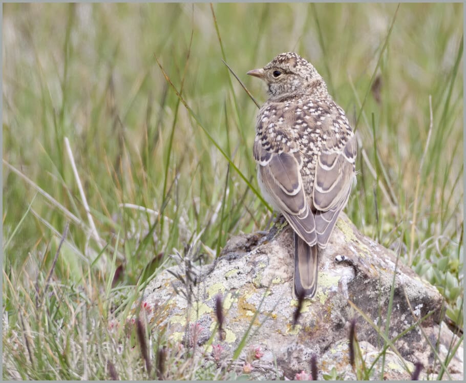 Horned Lark Eremophila alpestris ssp. penicillata juvenile