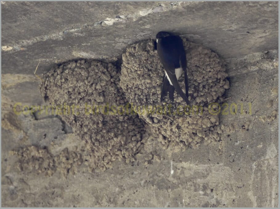 House Martin nest