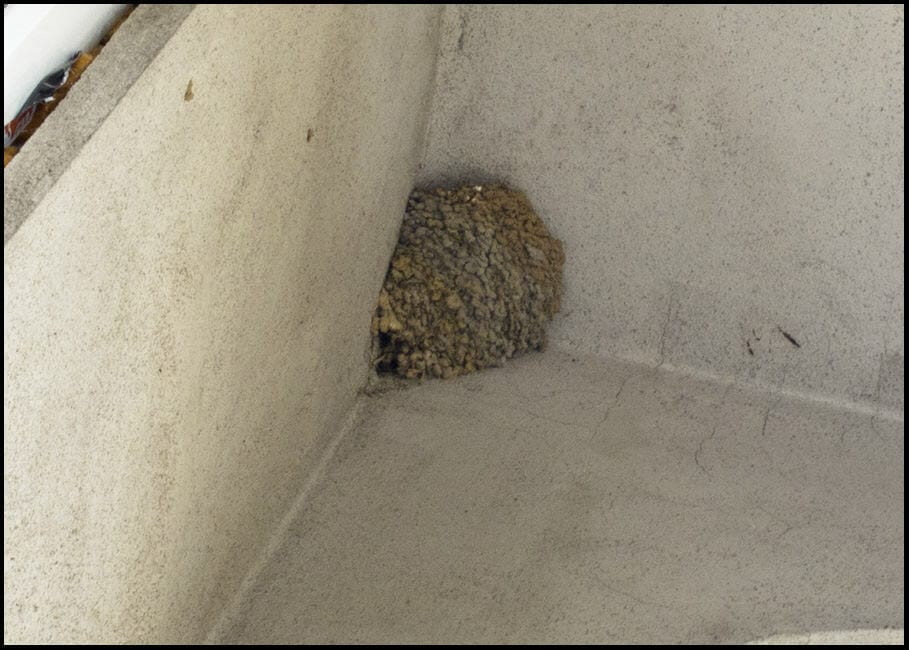 House Martin nest