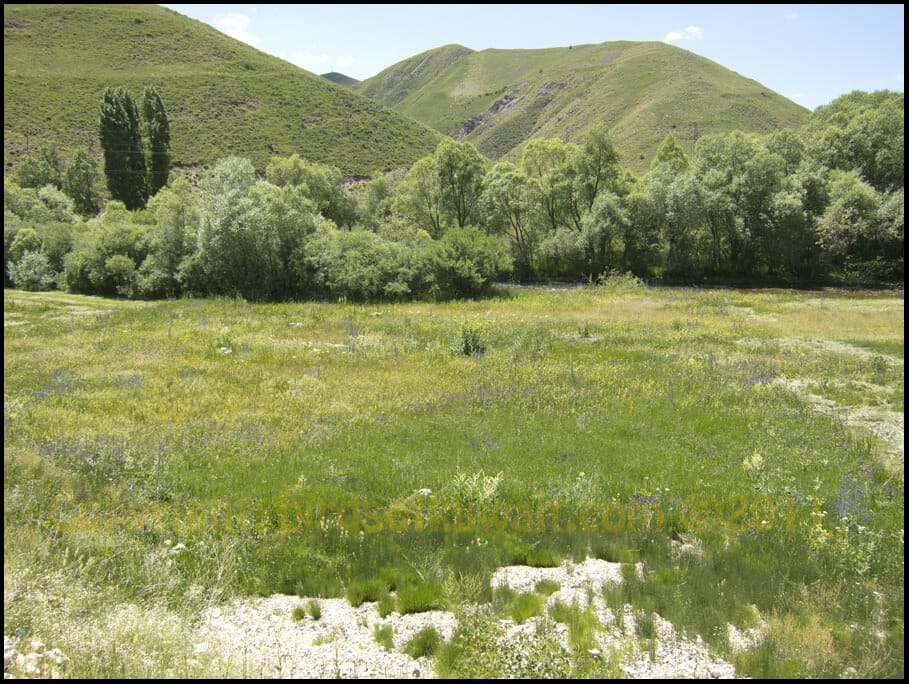 Mountain Chiffchaff Breeding habitat