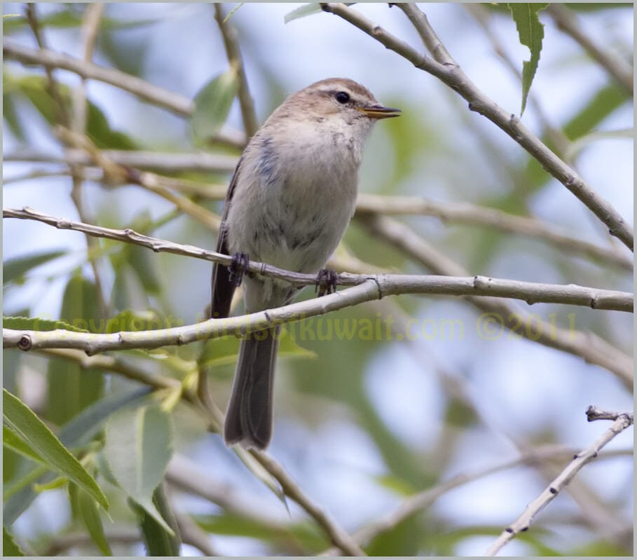 Mountain Chiffchaff Phylloscopus sindianus