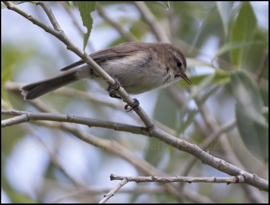 Mountain Chiffchaff Phylloscopus sindianus