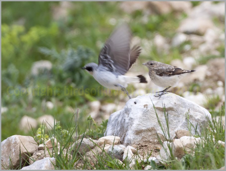 Northern Wheatear Oenanthe oenanthe juvenile and adult.