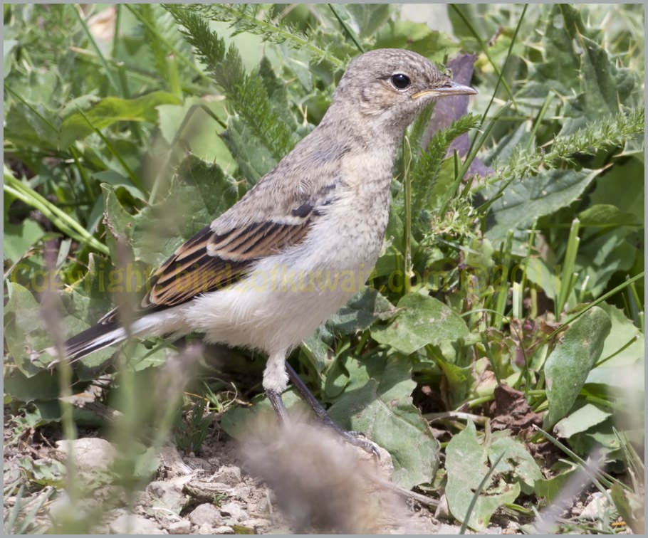 Northern Wheatear Oenanthe oenanthe