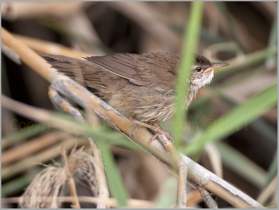 Savi's Warbler Locustella luscinioides 