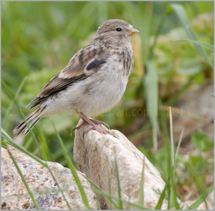 Twite Carduelis flavirostris