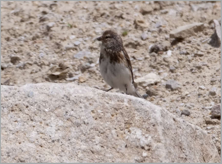 Twite Carduelis flavirostris adult