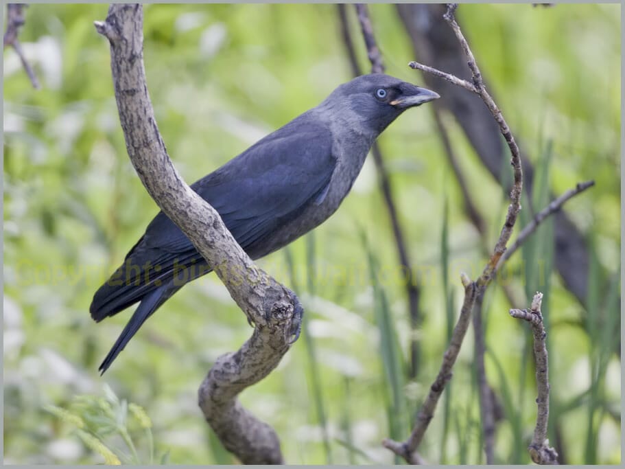 Western Jackdaw Corvus monedula juvenile