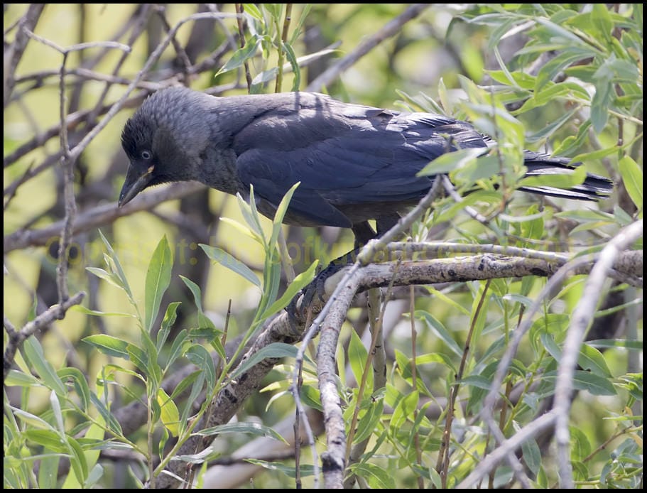 Western Jackdaw