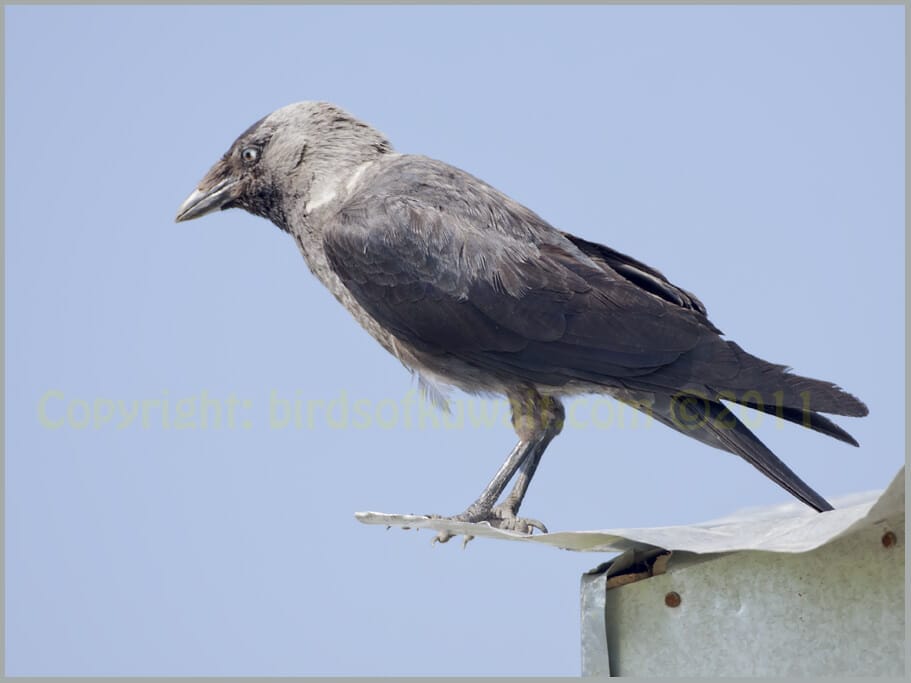 Western Jackdaw