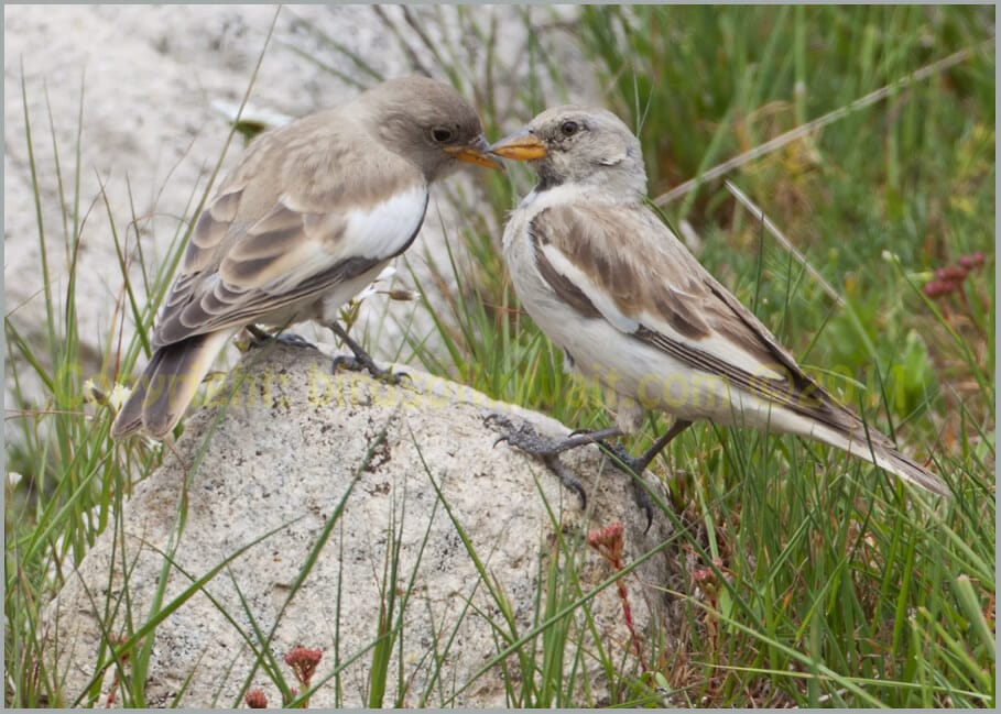 White-winged Snowfinch Montifringilla nivalis