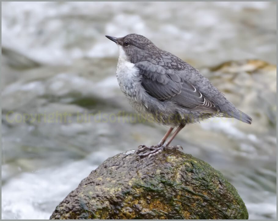 White-throated Dipper Cinclus cinclus ssp. caucasicus adult.