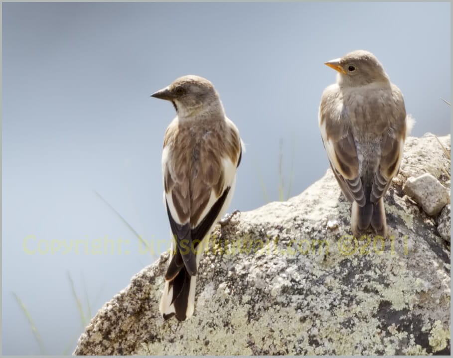 White-winged Snowfinch Montifringilla nivalis