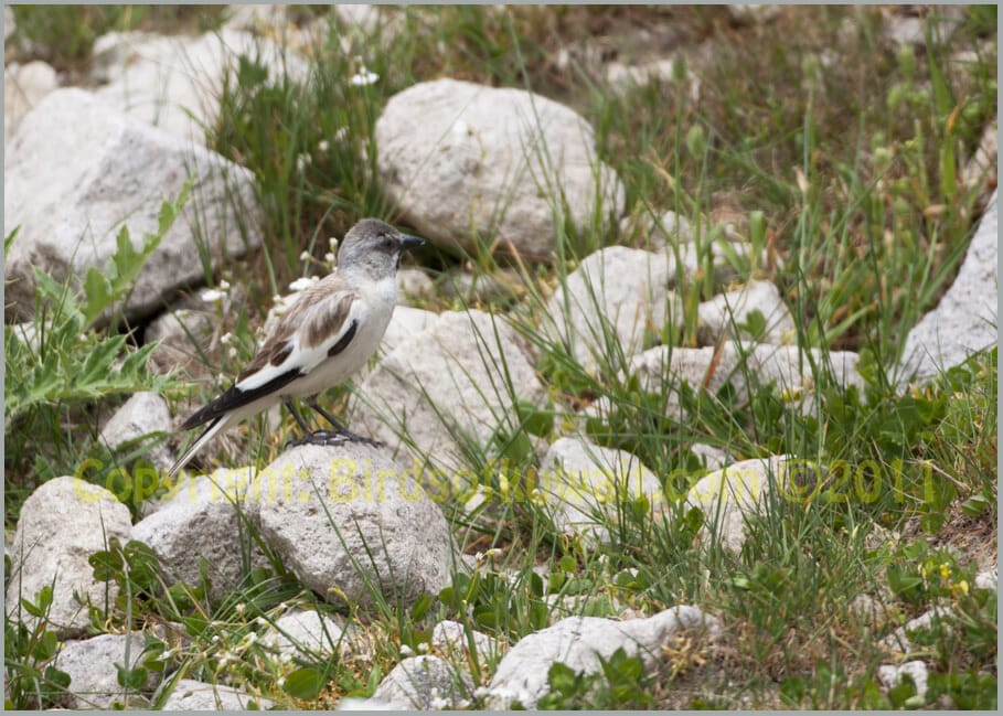 White-winged Snowfinch Montifringilla nivalis