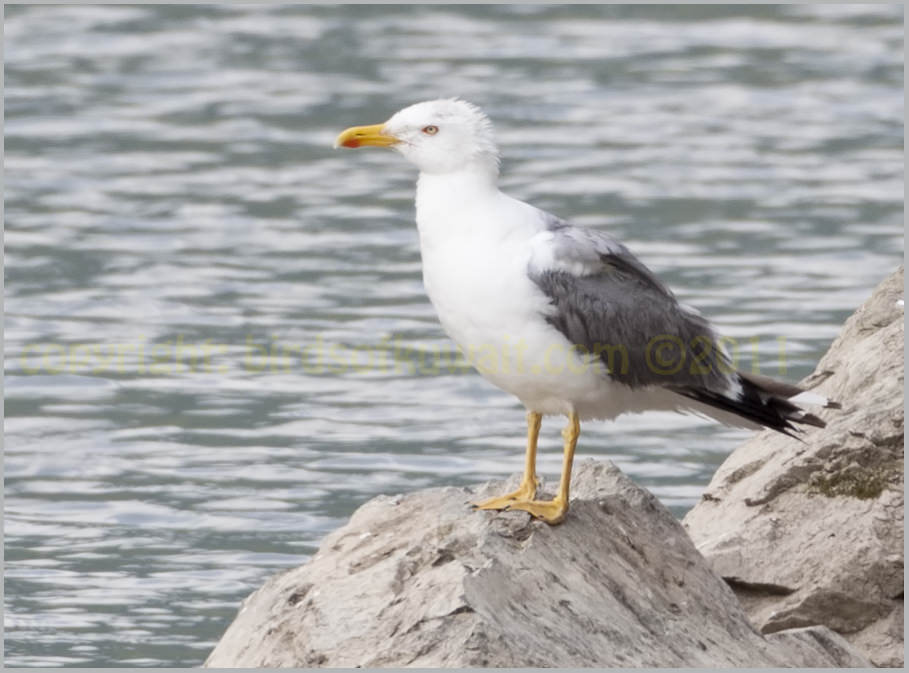 Yellow-legged Gull Larus michahellis