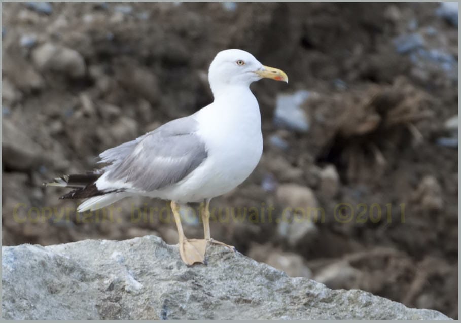 Yellow-legged Gull Larus michahellis