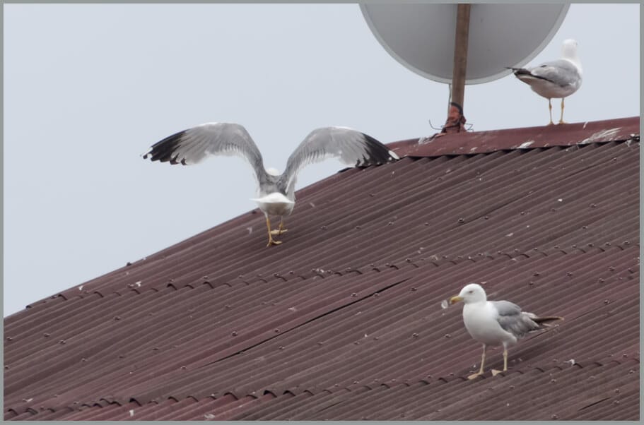 Yellow-legged Gull Larus michahellis