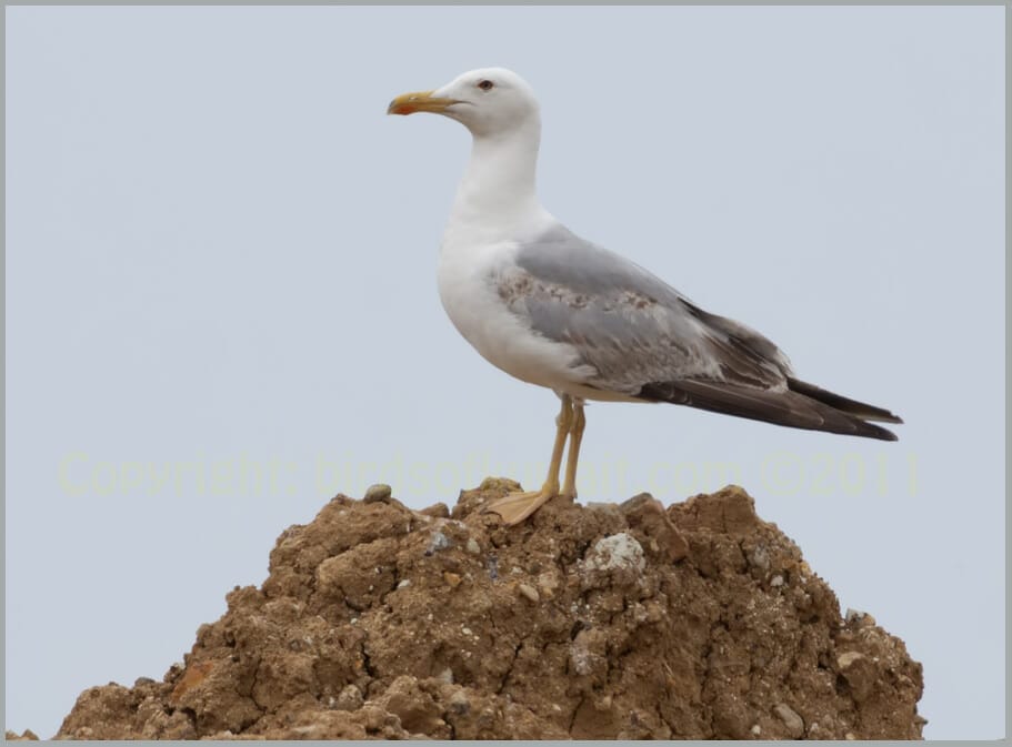 Yellow-legged Gull Larus michahellis