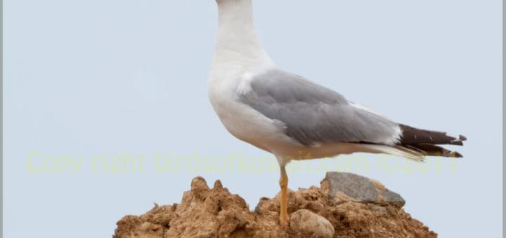 Yellow-legged Gull perched on a mound