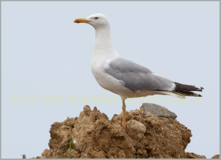 Yellow-legged Gull Larus michahellis