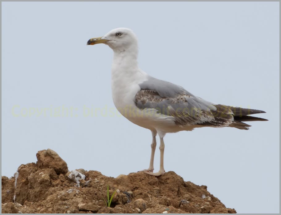 Yellow-legged Gull Larus michahellis