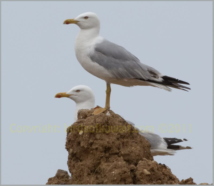 Yellow-legged Gull Larus michahellis