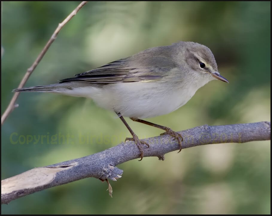 Willow Warbler Phylloscopus trochilus 