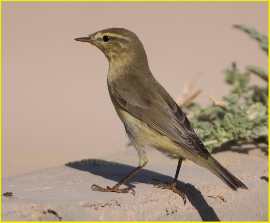 Willow Warbler Phylloscopus trochilus