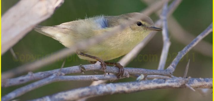 Willow Warbler perched on a branch of a tree