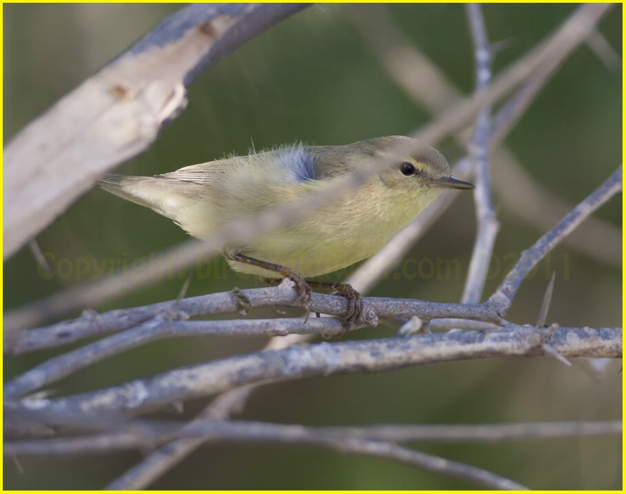 Willow Warbler perched on a branch of a tree