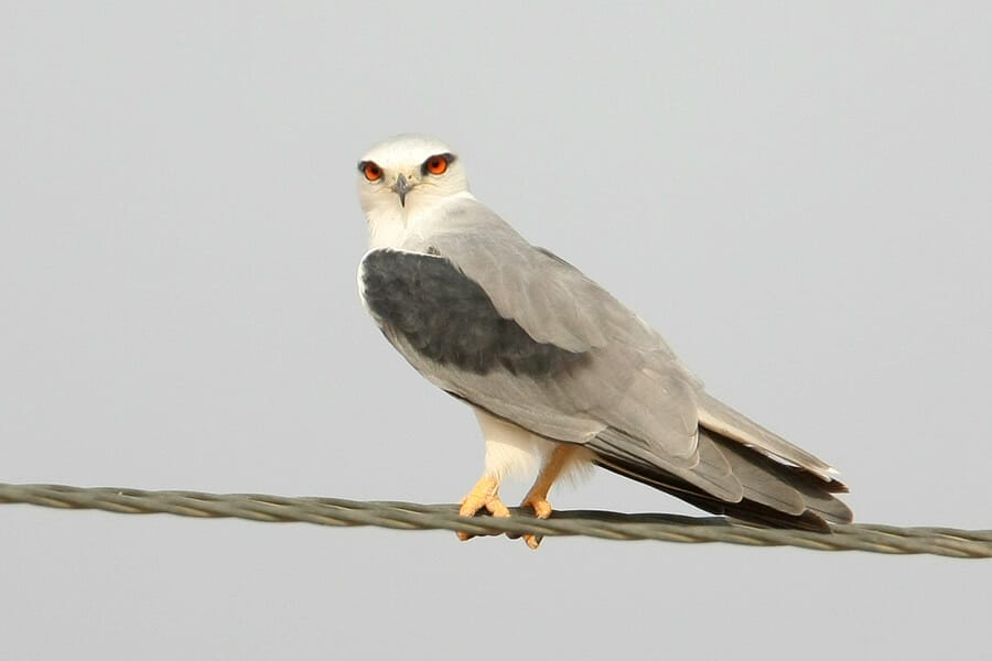 Black-winged Kite perched on pylon