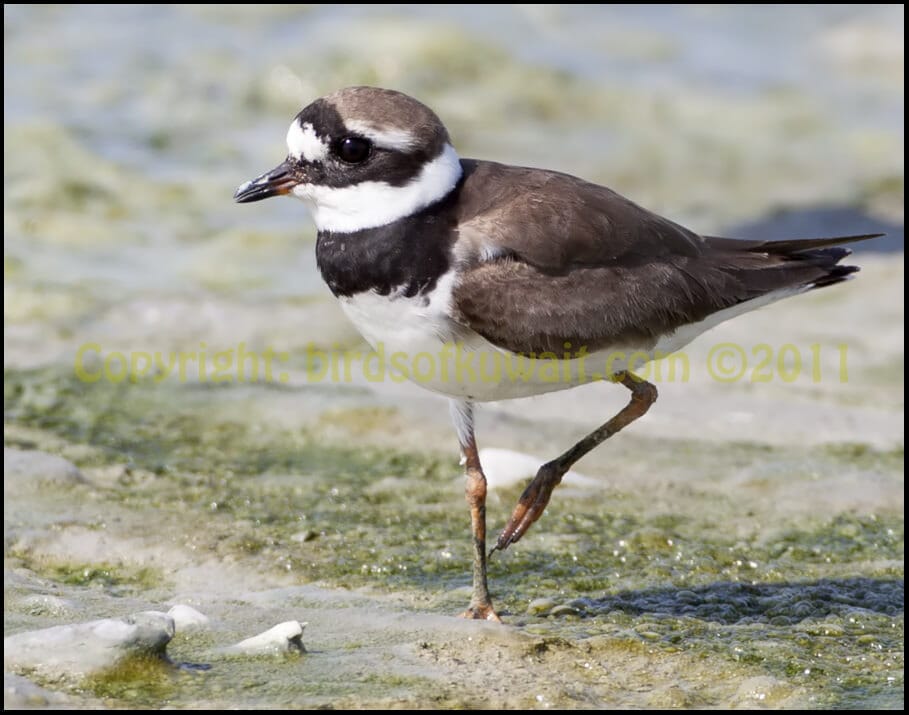 Common Ringed Plover Charadrius hiaticula