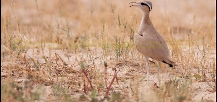 Cream-coloured Courser standing on the ground
