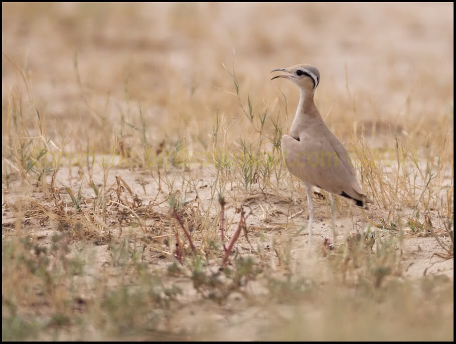 Cream-coloured Courser standing on the ground