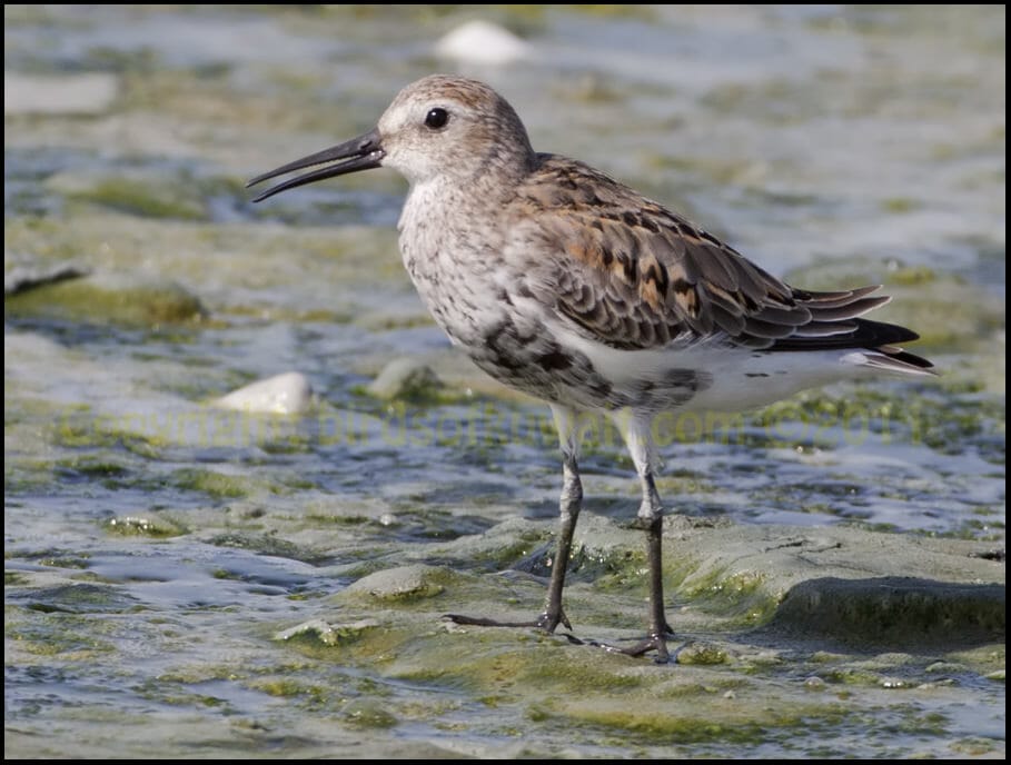 Dunlin Calidris alpina