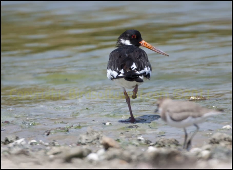 Eurasian Oystercatcher standing in water